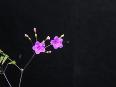 Commicarpus tuberosus