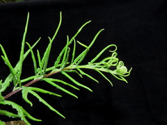 Pityrogramma trifoliata