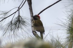 Colaptes atricollis