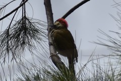 Colaptes atricollis