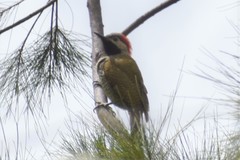 Colaptes atricollis