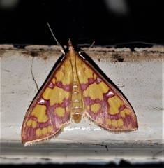 Stenochora lancinalis