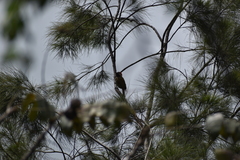 Colaptes atricollis