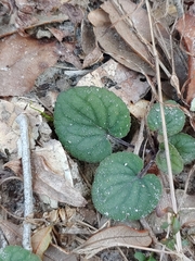 Viola hirsutula