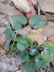 Viola hirsutula