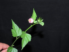 Hibiscus phoeniceus