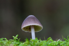 Mycena niveipes