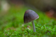 Mycena niveipes