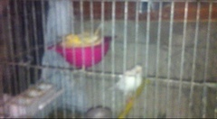 Serinus canaria domesticus