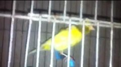 Serinus canaria domesticus