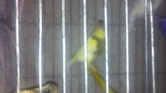 Serinus canaria domesticus