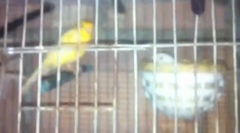 Serinus canaria domesticus