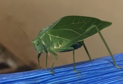 Microcentrum marginatum