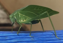 Microcentrum marginatum