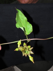 Prestonia mollis