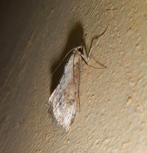 Evergestis isatidalis