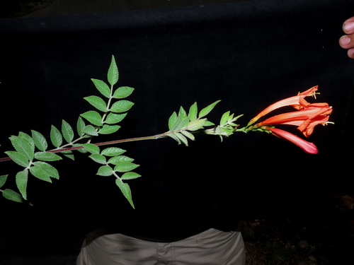 Tecoma rosifolia (Tecoma rosifolia)