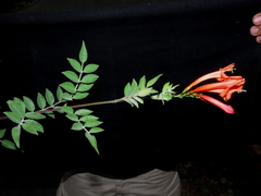 Tecoma rosifolia