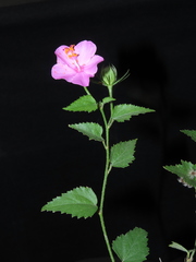 Hibiscus phoeniceus