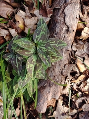 Trillium maculatum
