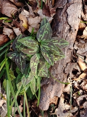 Trillium maculatum