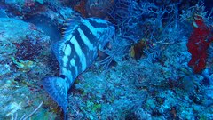 Epinephelus striatus