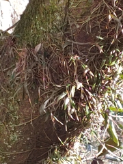 Epidendrum conopseum