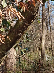 Epidendrum conopseum