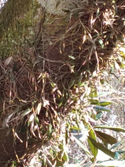 Epidendrum conopseum