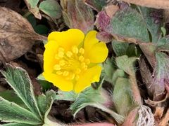 Potentilla concinna