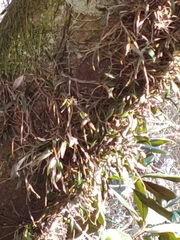 Epidendrum conopseum