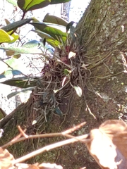 Epidendrum conopseum