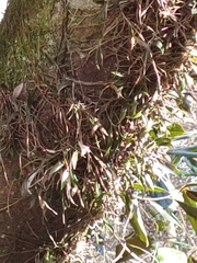 Epidendrum conopseum