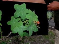 Jatropha humboldtiana