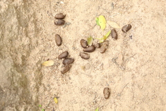 Hydrochoerus hydrochaeris