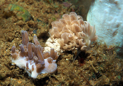 Phyllodesmium parangatum