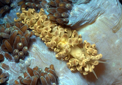 Phyllodesmium parangatum