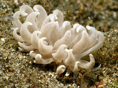 Phyllodesmium parangatum