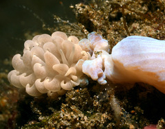 Phyllodesmium parangatum