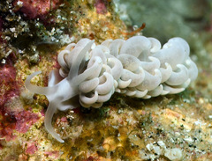 Phyllodesmium parangatum