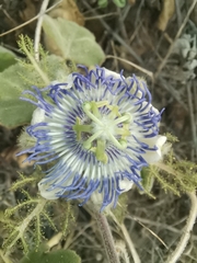 Passiflora arida