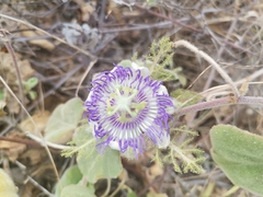 Passiflora arida