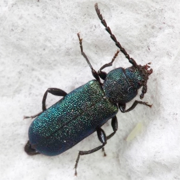 Black-horned Juniper Borer