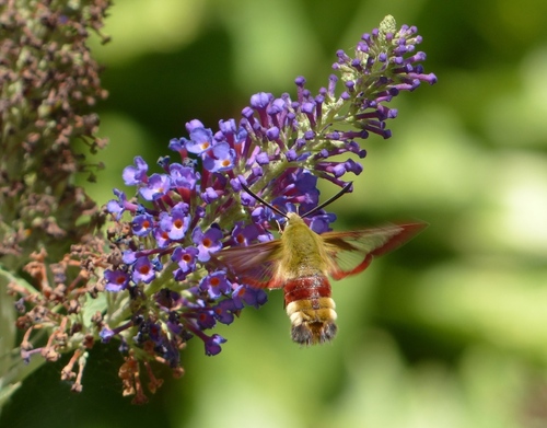 Hemaris fuciformis