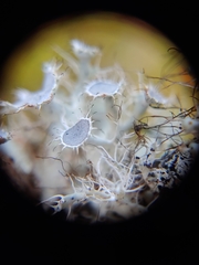 Heterodermia echinata