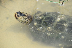Malaclemys terrapin pileata
