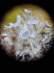 Heterodermia echinata