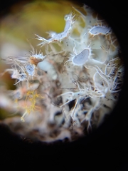 Heterodermia echinata