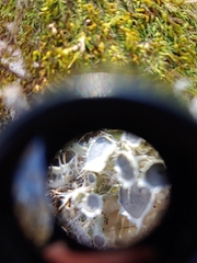 Heterodermia echinata