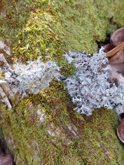 Heterodermia echinata